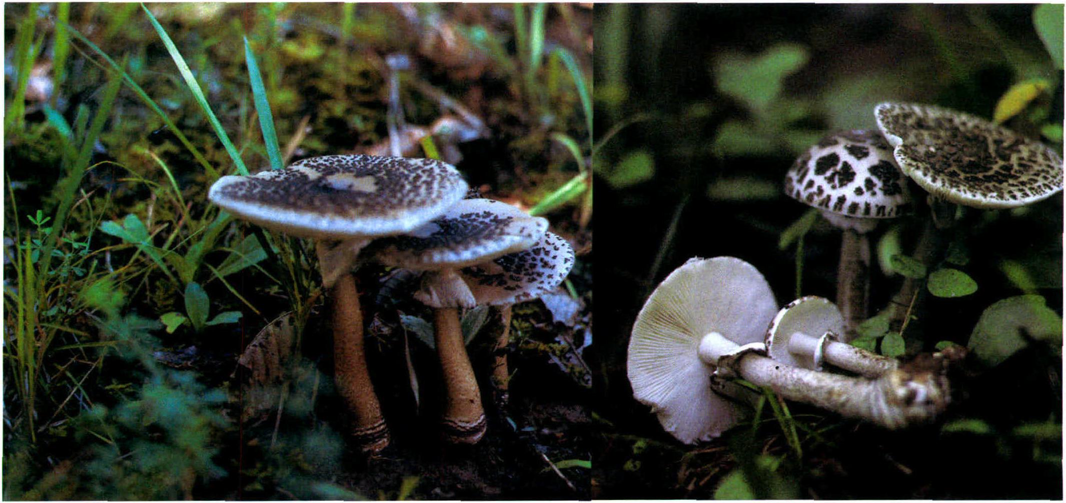 Amanita japonica Bas